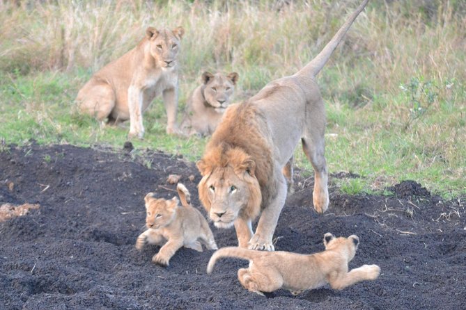 Big 5 Safari Durban Day Tour from Durban - Key things to know before you go