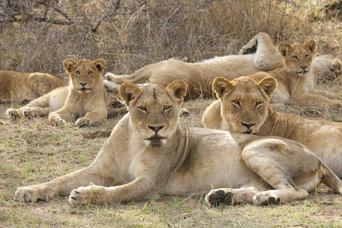 Big 5 Safari Experience at Pilanesberg National Park - Key Points That Matter Most on This Safari