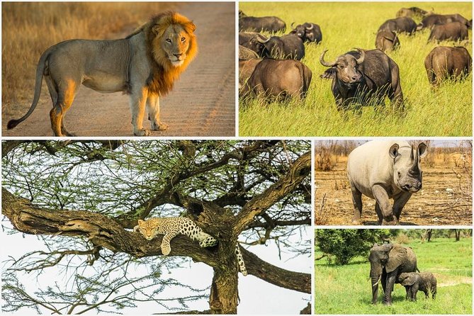 Big 5 Safari Experience at Pilanesberg National Park - Game Drive One: First Contact With the Big Five and Big Cats