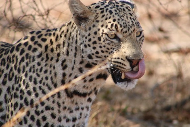 Big 5 Safari Experience at Pilanesberg National Park - Game Drive Two: Second Chances for Lions, Leopards, and More