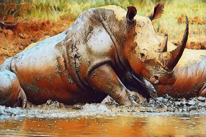 Big 5 Safari Experience at Pilanesberg National Park - Guides, Group Size, and Comfort on Transfers From Johannesburg or Pretoria