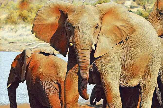 Big 5 Safari Experience at Pilanesberg National Park - When This Safari Fits Best (And When It Might Not)