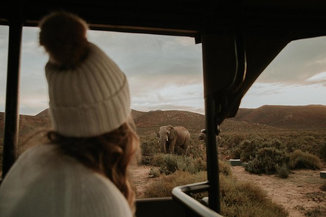 Big 5 Safari One Day Tour - Big Five in One Day, From Cape Town Hotels