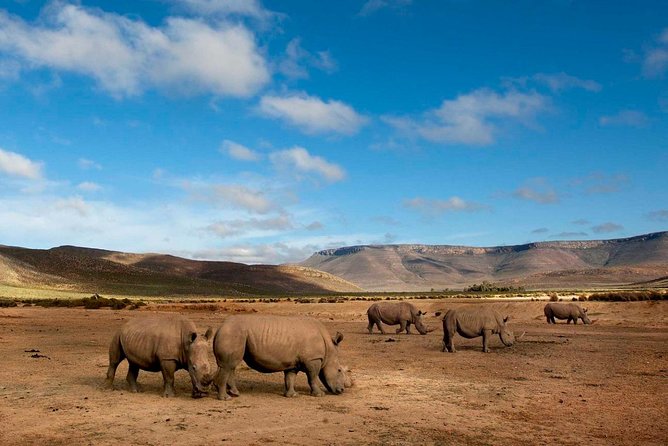 Big 5 Safari One Day Tour - The Drive That Sets the Mood: Du Toitskloof Tunnel and Breede Valley Views