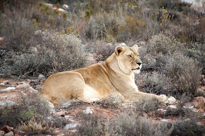 Big 5 Safari One Day Tour - What You Can Realistically Expect From a One-Day Big Five
