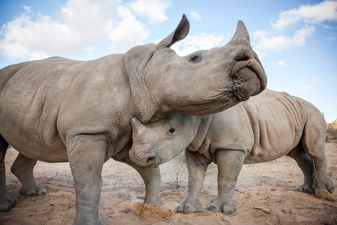 Big 5 Safari One Day Tour - Small-Group Service and the Role of Your Driver