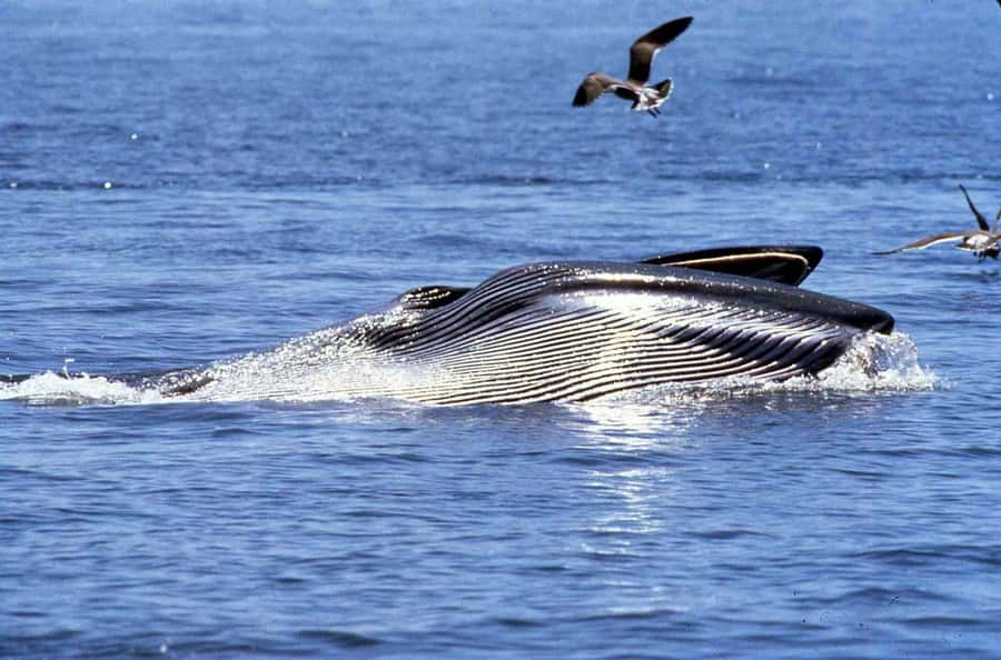 Big 5 Sea Safari Boat Ride of Gansbaai or Walker Bay - From Gansbaai Harbour to De Kelders cliffs