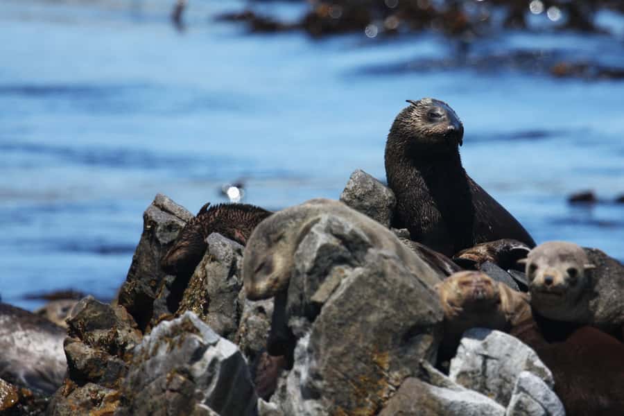 Big 5 Sea Safari Boat Ride of Gansbaai or Walker Bay - The on-water hunt for Walker Bay Big 5
