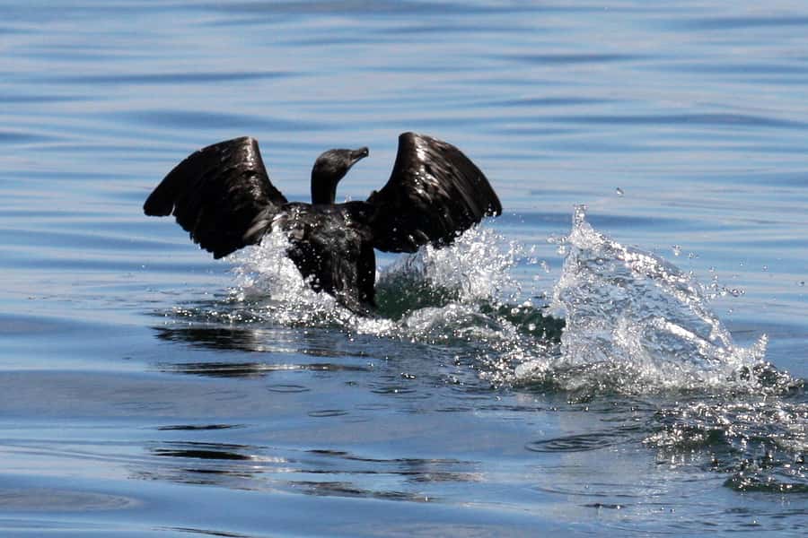 Big 5 Sea Safari Boat Ride of Gansbaai or Walker Bay - How the marine biologist and experienced skipper change the game