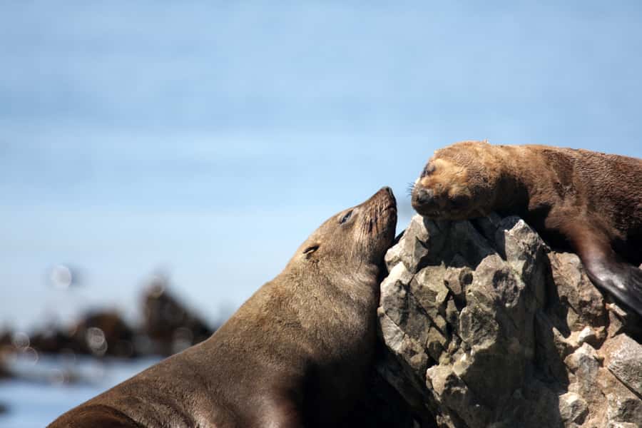 Big 5 Sea Safari Boat Ride of Gansbaai or Walker Bay - Photography tips that actually help on a moving boat
