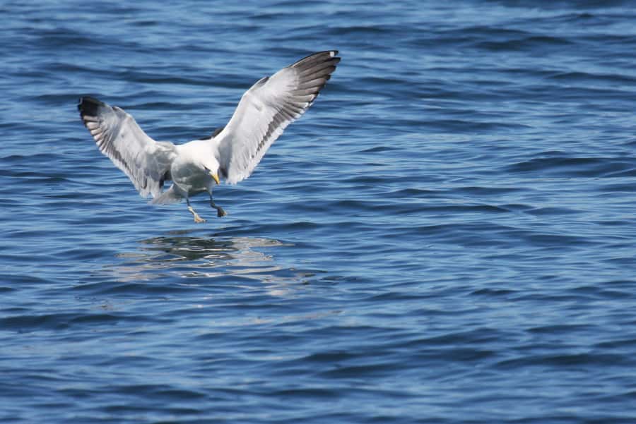 Big 5 Sea Safari Boat Ride of Gansbaai or Walker Bay - Price and value: is $109 fair for two hours?