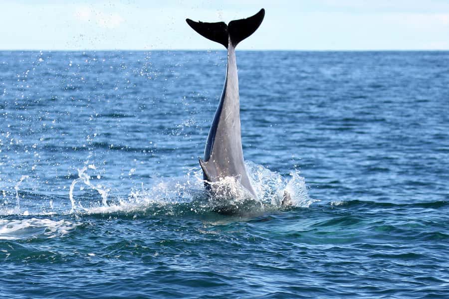 Big 5 Sea Safari Boat Ride of Gansbaai or Walker Bay - Who this safari suits best in Western Cape
