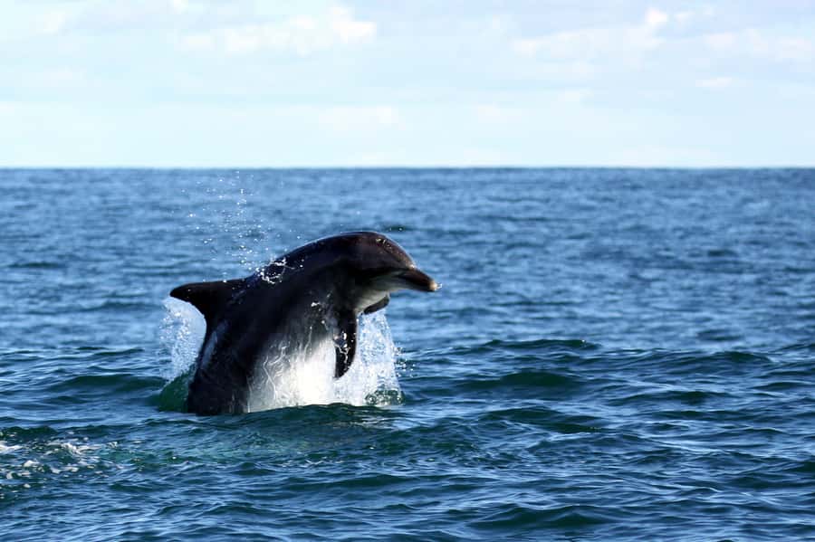 Big 5 Sea Safari Boat Ride of Gansbaai or Walker Bay - Cruising past De Kelders and De Platt Beach