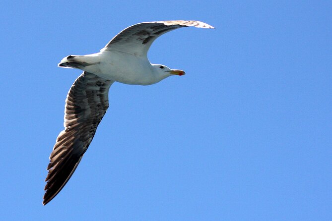 Big 5 Sea Safari in Walker Bay from Gansbaai - Key things to know before you go