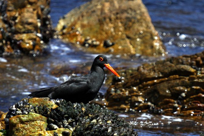 Big 5 Sea Safari in Walker Bay from Gansbaai - Marine biologist guidance and skipper experience, what it means for you