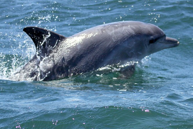 Big 5 Sea Safari in Walker Bay from Gansbaai - Photo ops around Danger Point, De Kelders, and De Platt Beach