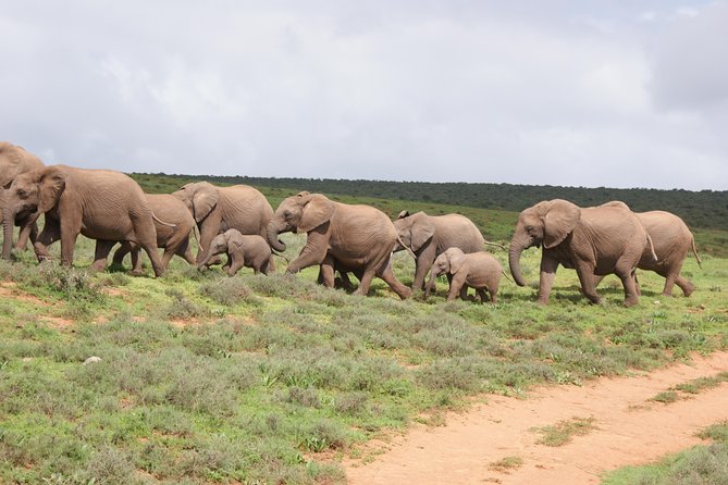 Big 5 Tour from Port Elizabeth - Key Points Before You Go