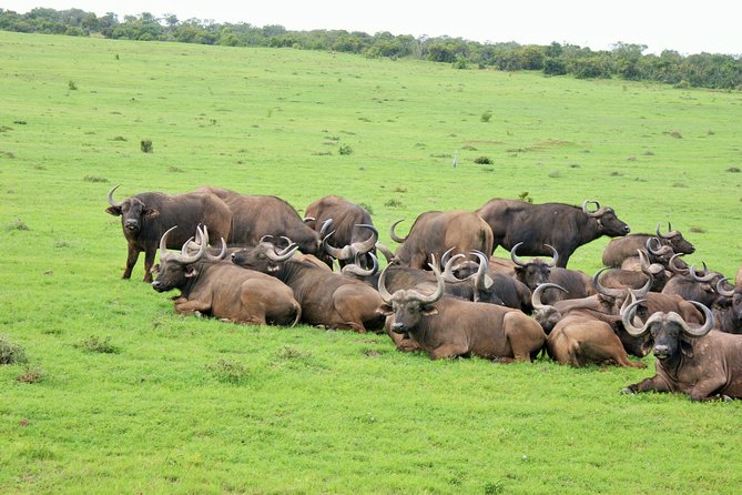 Big 5 Tour from Port Elizabeth - What You Actually Get in the Park (Game Drive Reality Check)