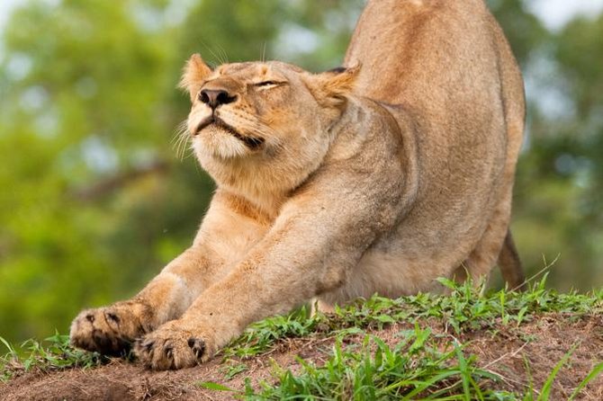 Big Five Afternoon Game Safari in Kruger National Park from Hazyview - Key Things That Make This Afternoon Safari Worth Your Time