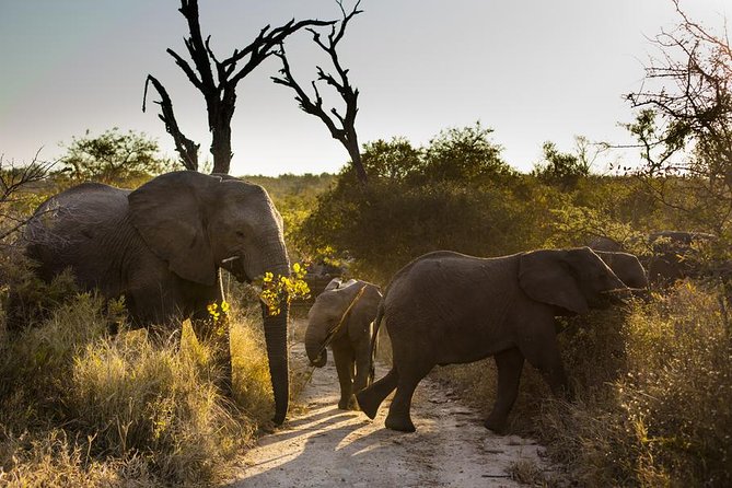 Big Five Afternoon Game Safari in Kruger National Park from Hazyview - The Real Appeal: A Big Five Hunt on a Practical Afternoon Timeline