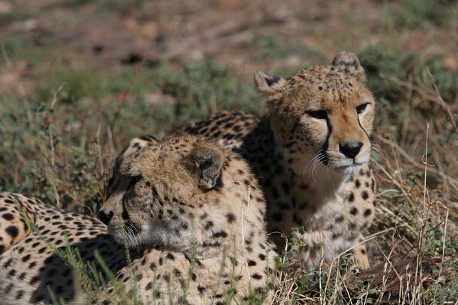 Big Five Game Reserve Wildlife Safari from Cape Town - Key things I’d watch for before you go