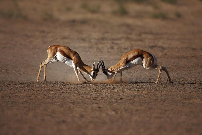Big Five Game Reserve Wildlife Safari from Cape Town - Aquila Game Reserve, the Big Five day trip you can actually fit in
