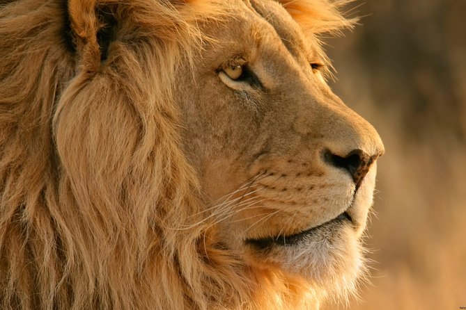 Big Five Safari and Breede River Valley Guided Day Trip - Hotel pickup, highway views, and the Du Toitskloof Pass stop
