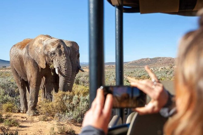 Big Five Safari Experience Near Cape Town ,South Africa - Key Highlights You Should Know