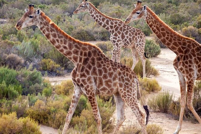 Big Five Safari Experience Near Cape Town ,South Africa - Getting There From Cape Town: Pickup Timing and Ride Comfort