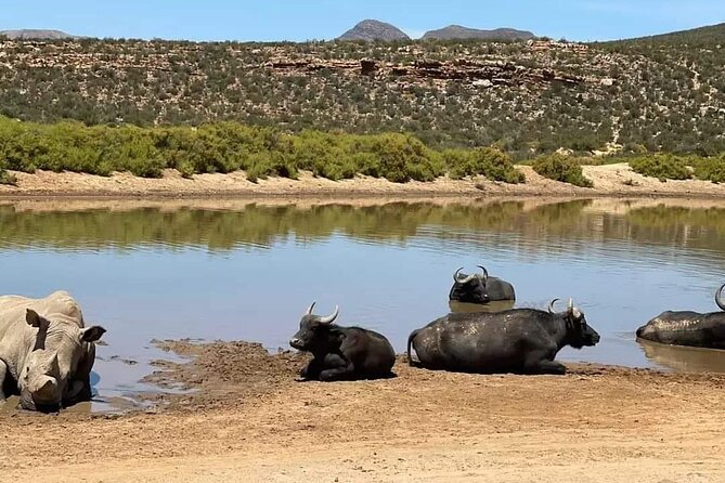 Big Five Safari Experience Near Cape Town ,South Africa - Arrival at Aquila: Welcome Drink, Consent, and Halal Lunch