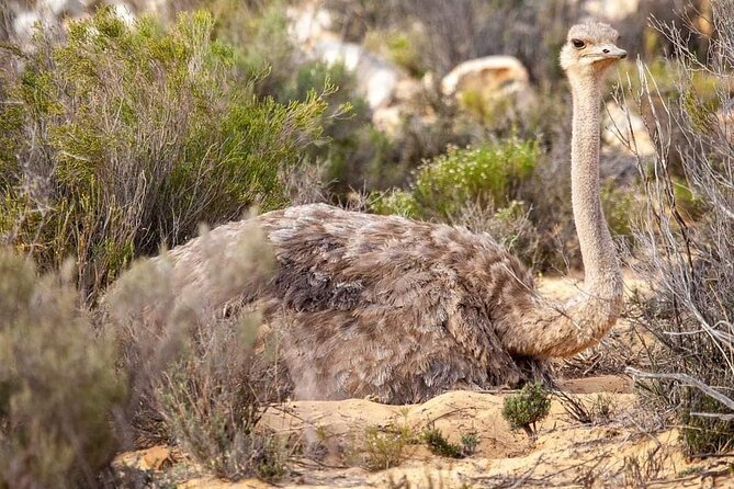 Big Five Safari Experience Near Cape Town ,South Africa - Can You Go in Your Own Truck? The Optional Private Option