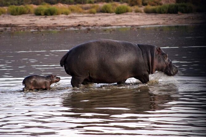 Big Five Safari Experience Near Cape Town ,South Africa - Price and Value: What You Pay, What You Still Need
