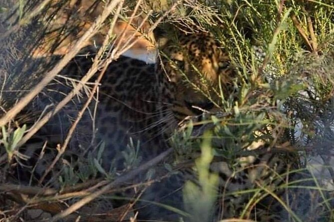 Big Five Safari Experience Near Cape Town ,South Africa - Stop in Cape Town Central: Quick Start, No Fuss