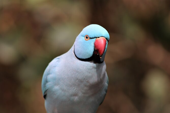 Birds of Eden Admission Ticket - Key Things I’d Prioritize at Birds of Eden