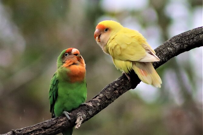 Birds of Eden Admission Ticket - Entering the Giant Dome Aviary That Changes How Birds Look