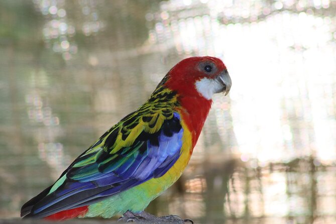 Birds of Eden Admission Ticket - Self-Guided Walk vs Complimentary Guide: Pick the Style That Fits You