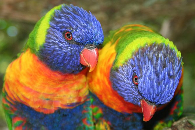 Birds of Eden Admission Ticket - The 1.2 km Boardwalk Experience: How the Route Shapes Your Photos