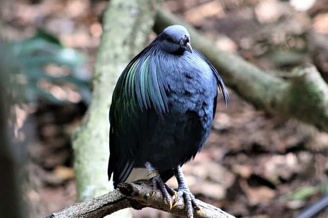 Birds of Eden Admission Ticket - The Waterfall Gorge and the 50 m Flight Space