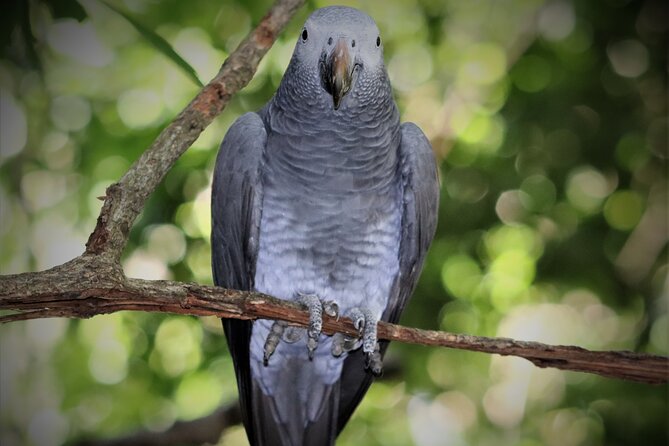 Birds of Eden Admission Ticket - Practical Value: Is $24.82 Per Person Worth It?