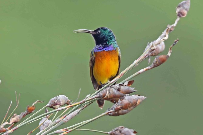 Birdwatching in Cape Town - Cape Sugarbird, Sunbirds, and raptors: the targets that shape the day