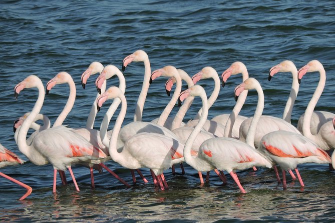 Birdwatching in Cape Town - Comfort and pacing in an air-conditioned vehicle