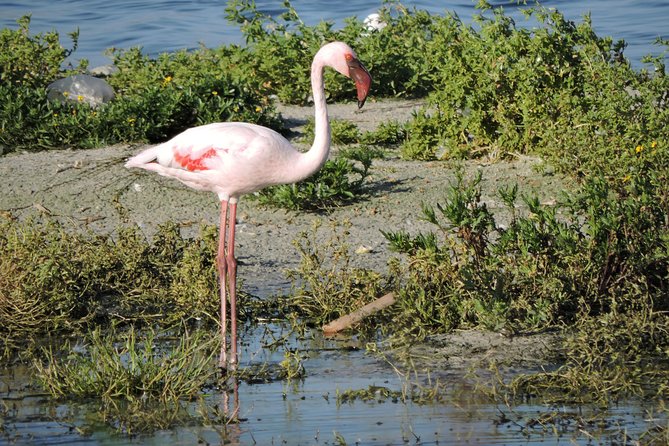 Birdwatching in Cape Town - Price and value: what $115.43 buys you in real birding terms