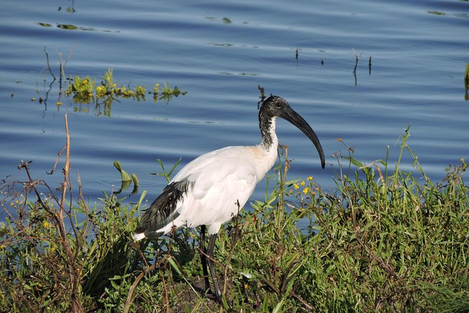 Birdwatching in Cape Town - Weather and timing: how to set yourself up for a good day