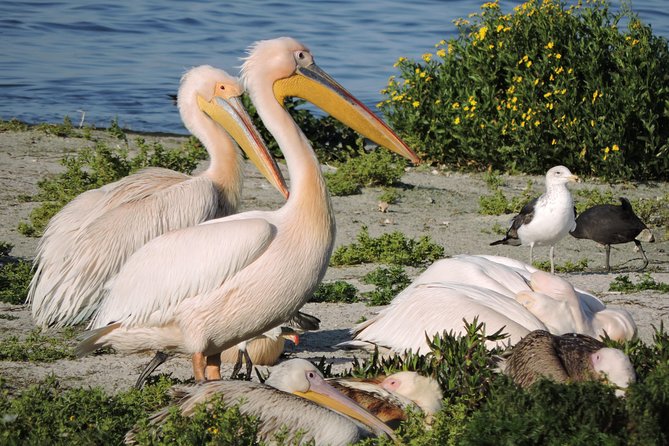 Birdwatching in Cape Town - Should you book this Cape Town birdwatching day?