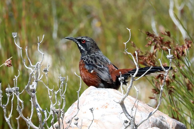 Birdwatching in Cape Town - FAQ