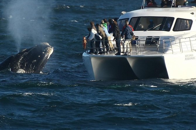 Boat Based Whale Watching from Hermanus - Key points to know before you go