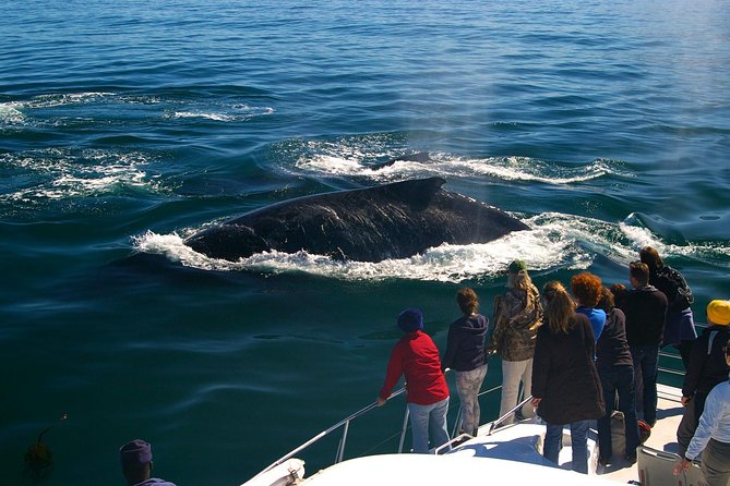 Boat Based Whale Watching from Hermanus - Morning Start at 6:30, then Hermanus New Harbour