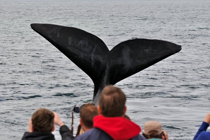 Boat Based Whale Watching from Hermanus - What You Can Spot by Season: Humpback, Bryde’s, Southern Right, Dolphins, Seals