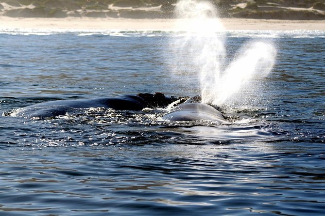 Boat Based Whale Watching from Hermanus - Video Planning and the Optional USB Movie Purchase