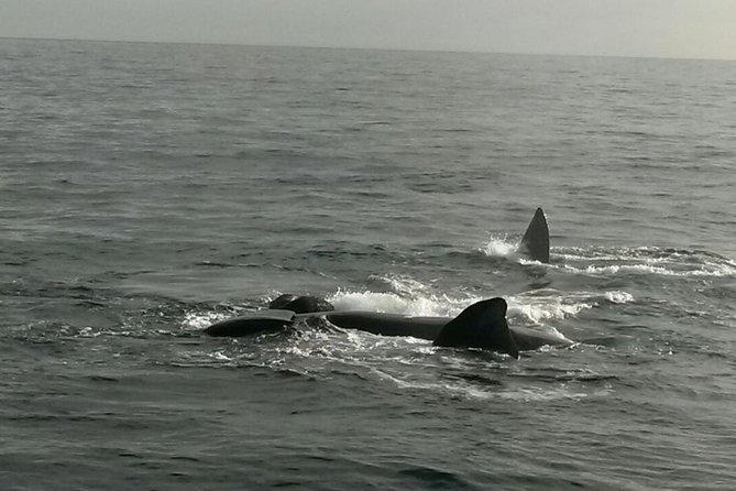 Boat Based Whale Watching from Hermanus - Price and What You Get for $287.84 Per Person